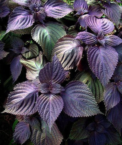 Purple Shisho Perilla Heirloom Seeds - Plant and Heal