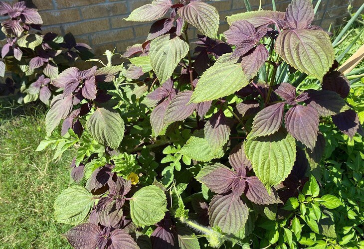 beefsteak plant seeds Kitazawa Seed Co. Shiso Perilla