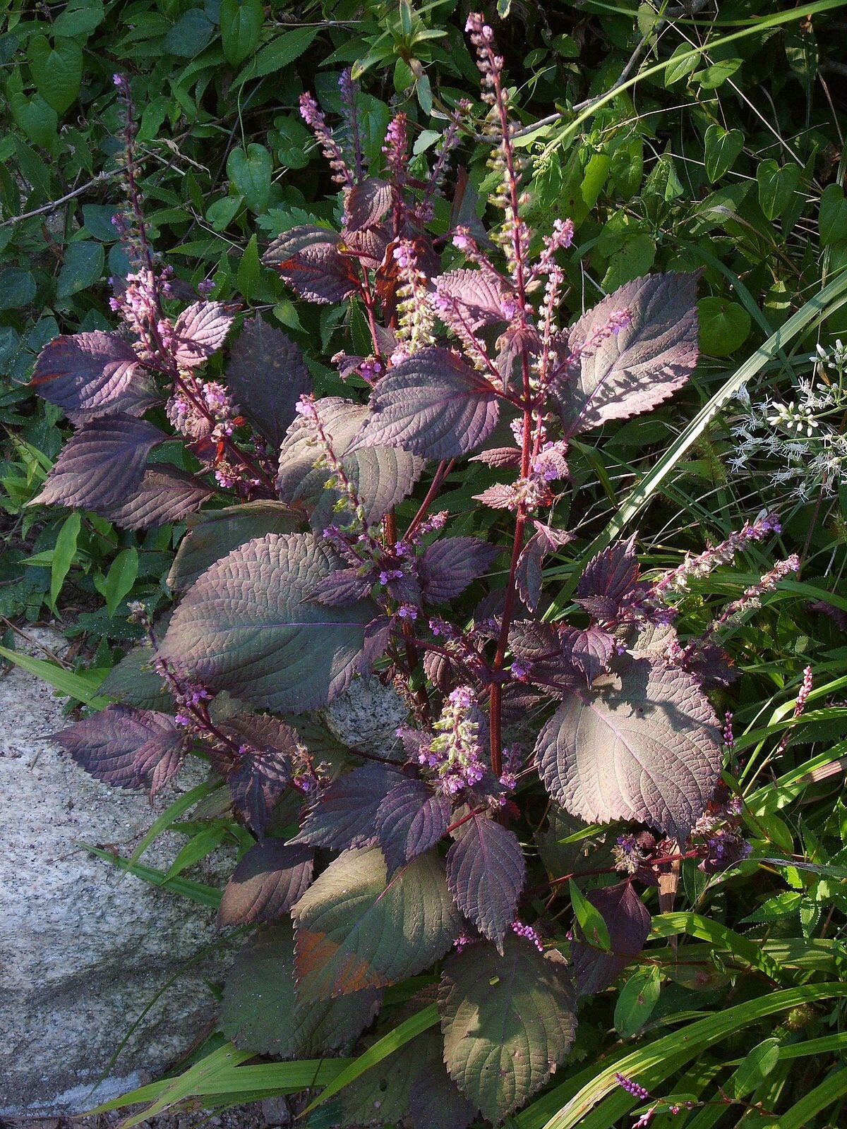 A purple shiso plant bearing upright spikes of small pale flowers.