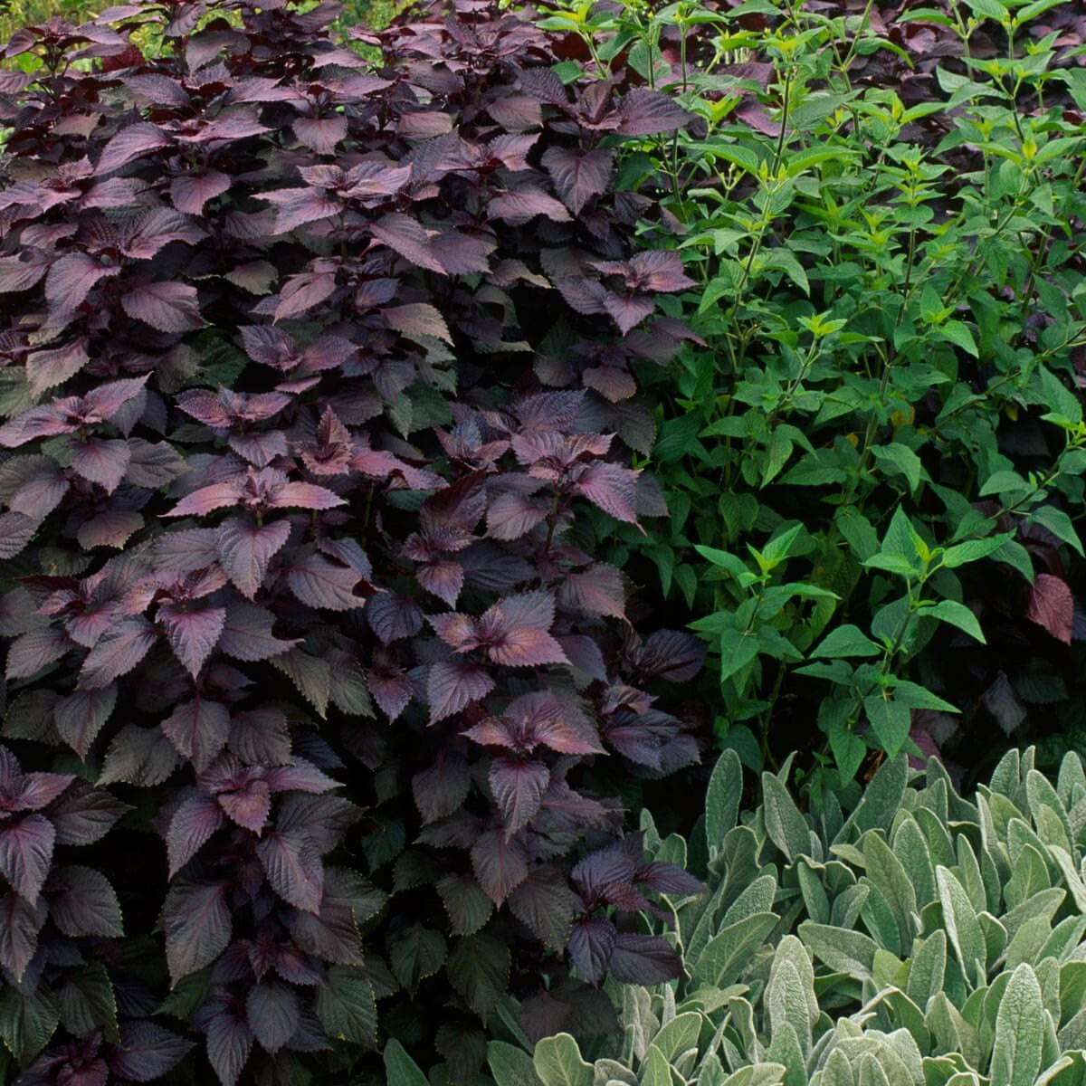 Dense purple shiso foliage growing beside bright green herbs.