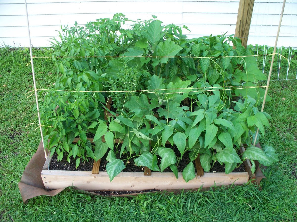 Fordhook 242 lima bean plants filling a raised bed behind wire support — from BlackOwnedSeeds.com.