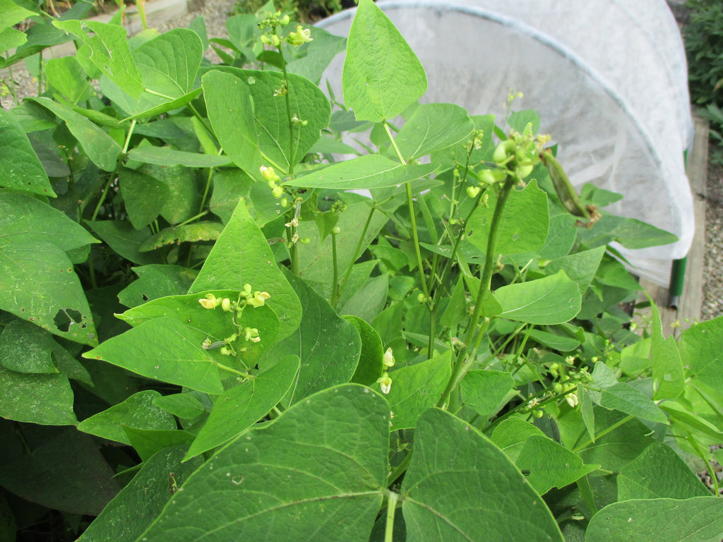 Lima bean plants with broad green leaves and small pale flowers.