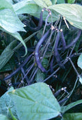 Slender purple Velour bean pods hanging among green leaves — from BlackOwnedSeeds.com.