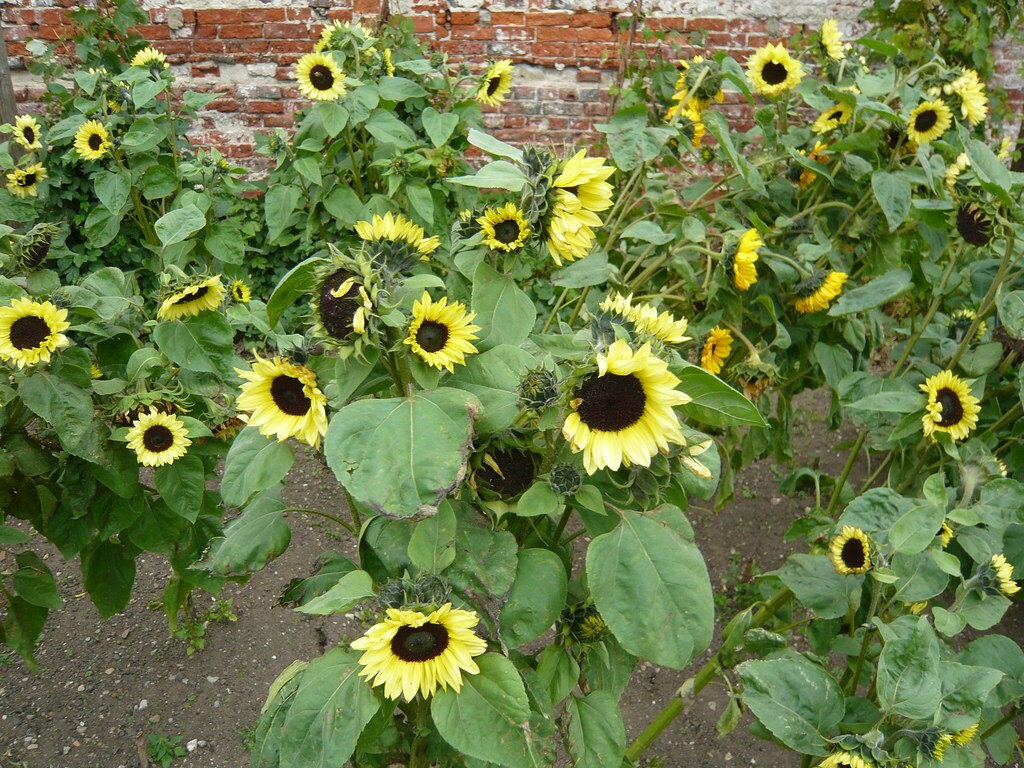 Branching sunflower plants covered in pale yellow blooms beside a brick wall.