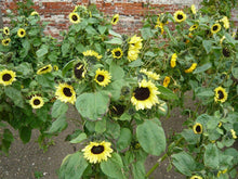 Cargar imagen en el visor de la galería, Branching Sunflower Valentine Heirloom Seeds - Plant and Heal
