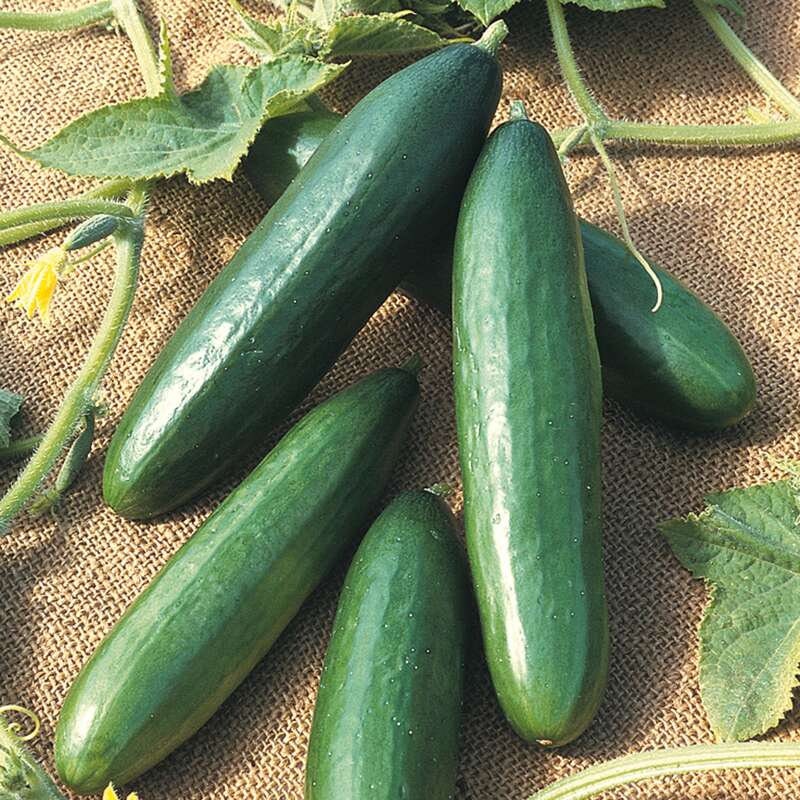 Harvested dark green cucumbers arranged on burlap with leaves.