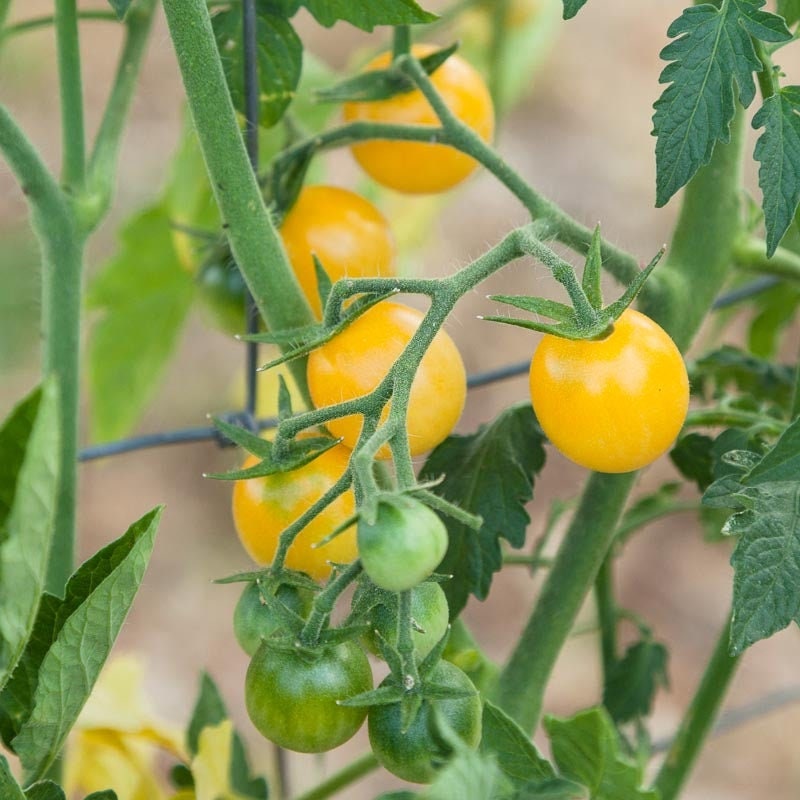 Yellow White Cherry tomatoes and green unripe fruit hanging on a vine — from BlackOwnedSeeds.com.