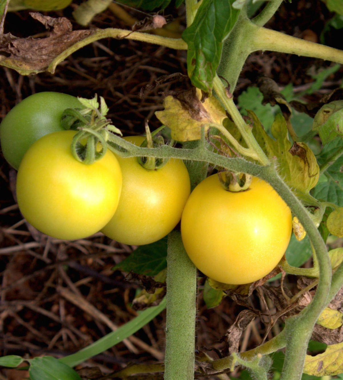 Pale yellow White Cherry tomatoes clustered near the base of a plant.