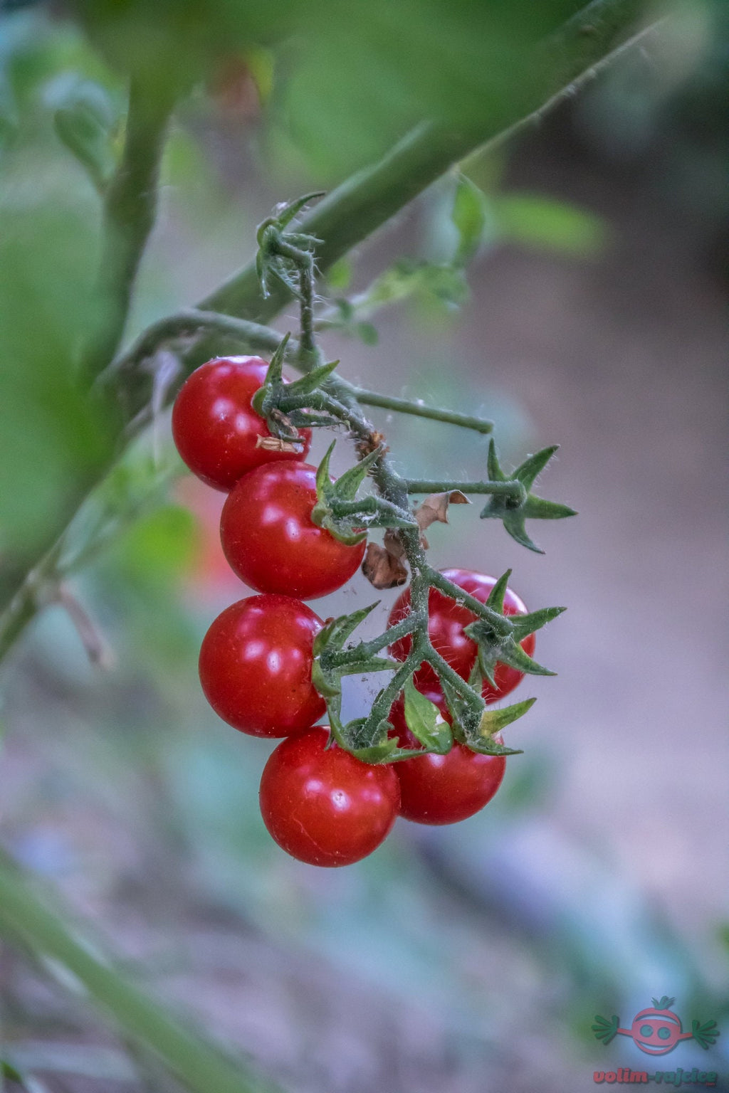 A cluster of ripe red cherry tomatoes hanging from a vine.