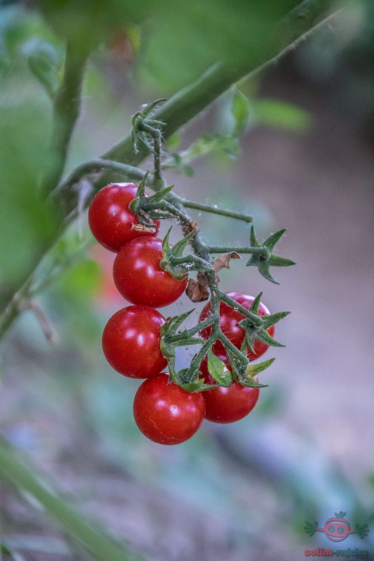 A cluster of ripe red cherry tomatoes hanging from a vine.