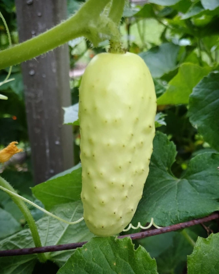 A pale Salt and Pepper cucumber hanging from a vine — from BlackOwnedSeeds.com.