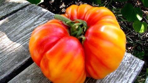 A deeply ribbed red-and-yellow Striped German tomato on a wooden surface.