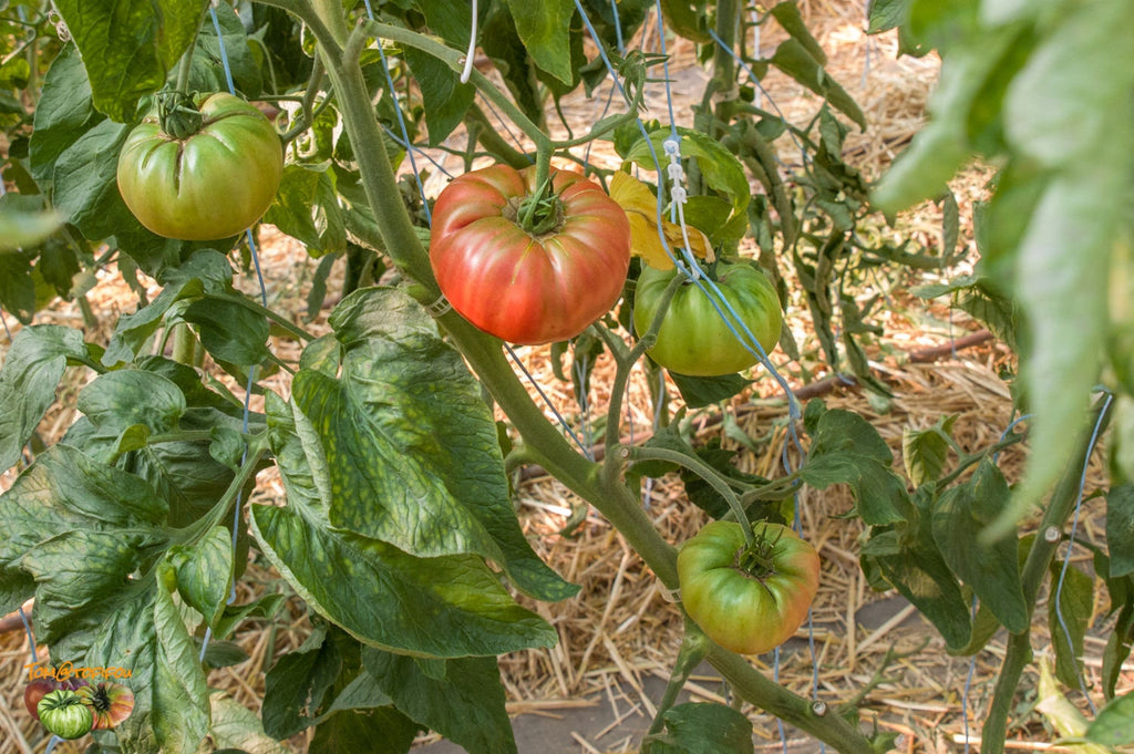 Prudens Purple tomatoes at different ripening stages on a supported plant — from BlackOwnedSeeds.com.
