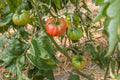 Prudens Purple tomatoes at different ripening stages on a supported plant — from BlackOwnedSeeds.com.
