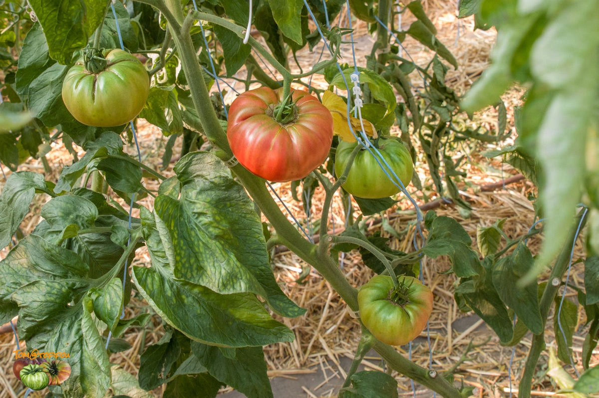 Prudens Purple tomatoes at different ripening stages on a supported plant — from BlackOwnedSeeds.com.