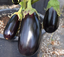 Load image into Gallery viewer, Nadia F1 Eggplant Non-GMO Seeds

