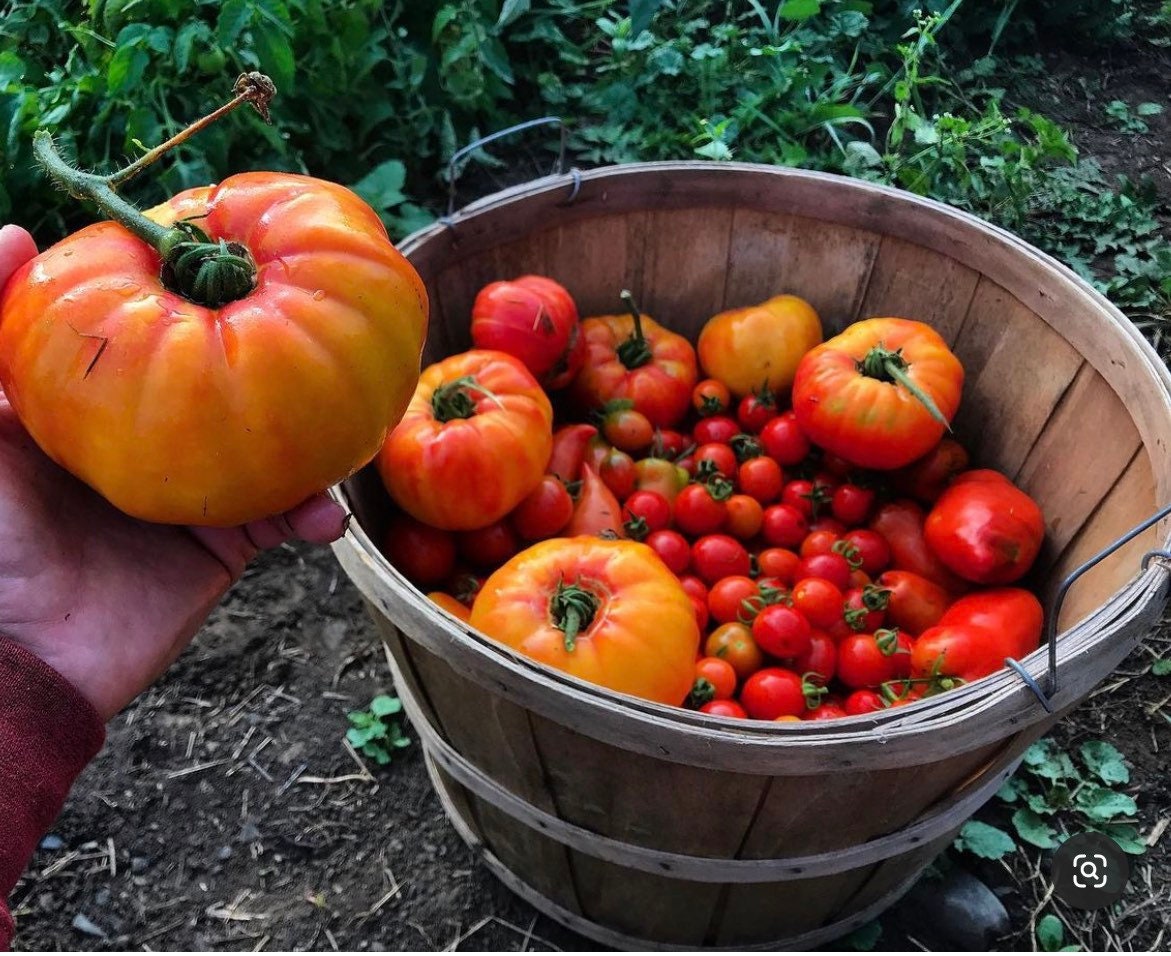A hand holding a large striped tomato beside a basket of assorted tomatoes.