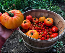 Cargar imagen en el visor de la galería, Striped German Tomato  (Organic) Heirloom Seeds - Plant and Heal
