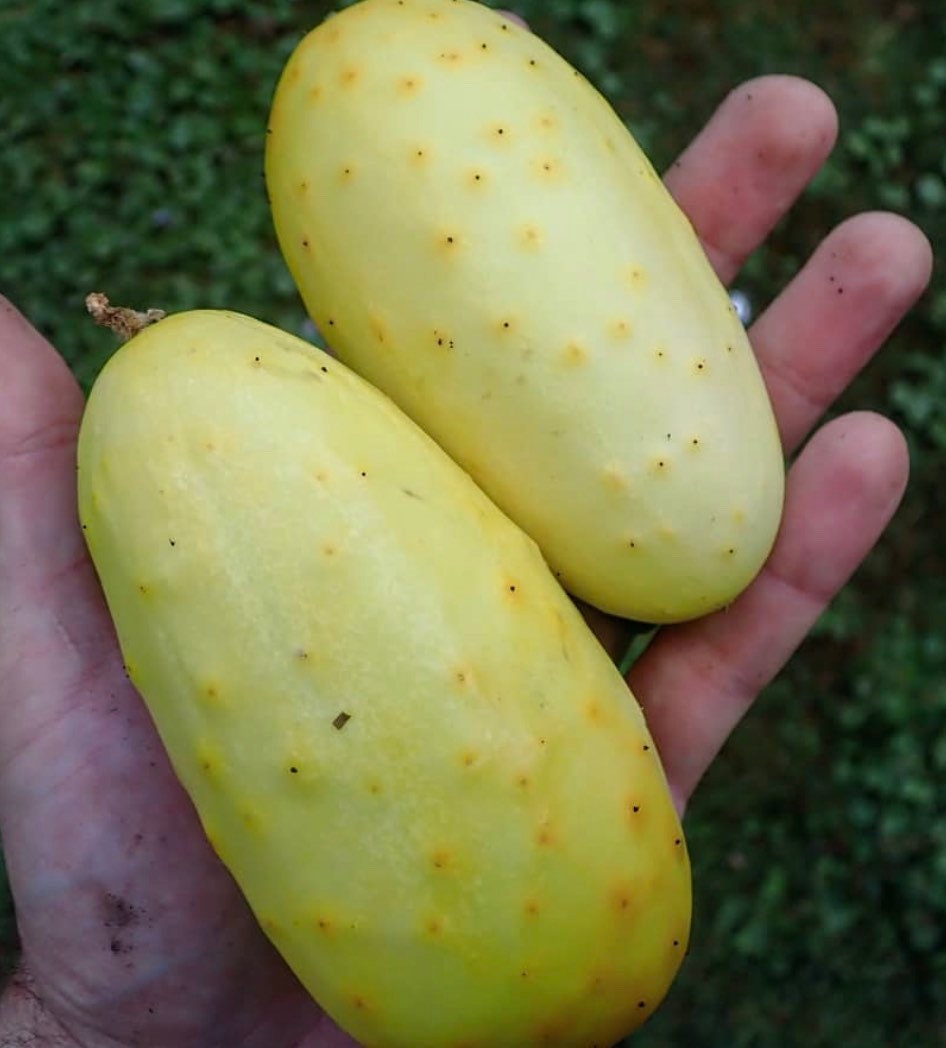 Two pale yellow cucumbers resting in an open hand.