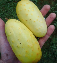 Cargar imagen en el visor de la galería, Salt and Pepper Cucumber (Organic)Heirloom Seeds - Plant and Heal
