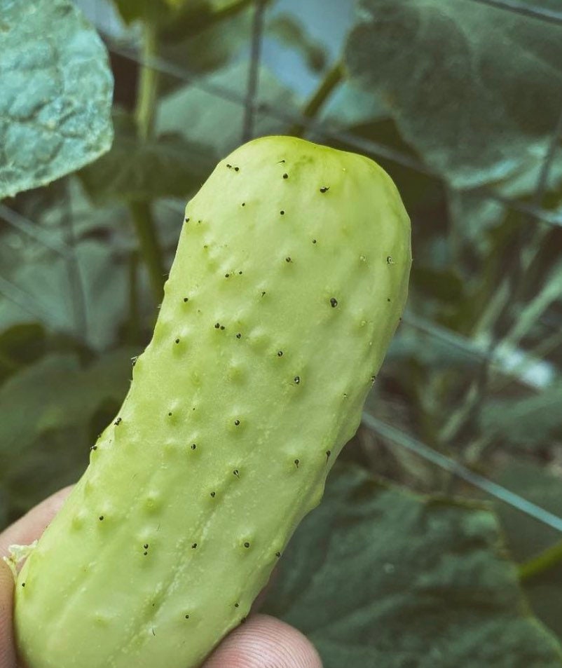 Close-up of a pale, bumpy cucumber growing on its vine.