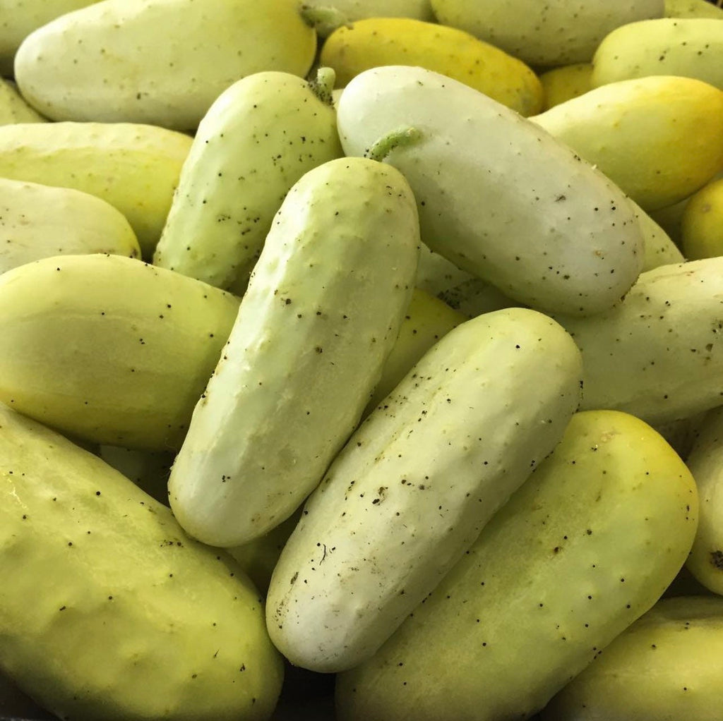 A pile of small pale yellow-green Salt and Pepper cucumbers.