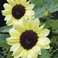 Two pale yellow Valentine sunflowers with dark brown centers — from BlackOwnedSeeds.com.