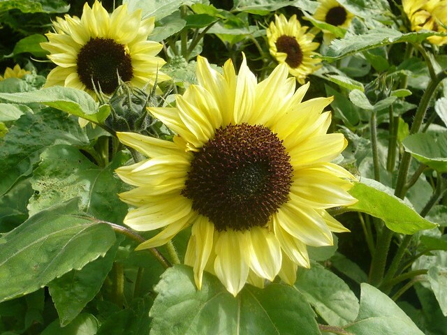 Pale yellow sunflowers blooming among green leaves.