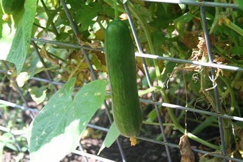 A green Diva cucumber hanging vertically from a trellised vine — from BlackOwnedSeeds.com.