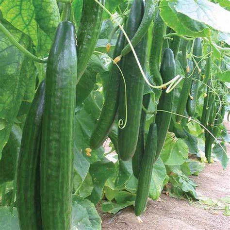 Several long green cucumbers hanging among vine leaves.