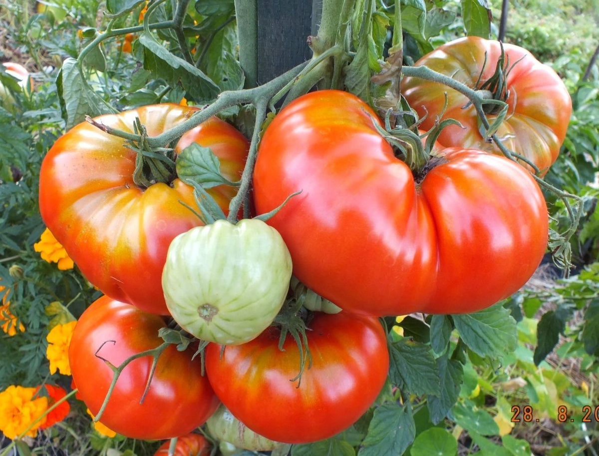 Large ribbed Striped German tomatoes ripening red and yellow on the vine — from BlackOwnedSeeds.com.