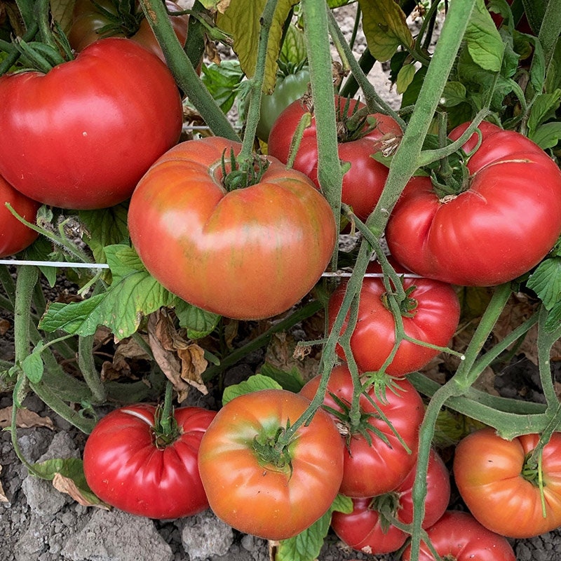 Clusters of pink-red tomatoes ripening among green stems.