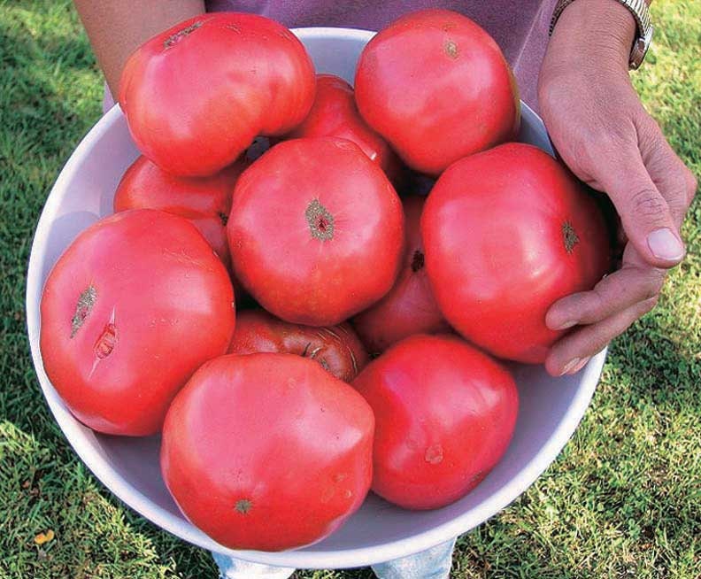 A person holding a bowl filled with large pink-red tomatoes.