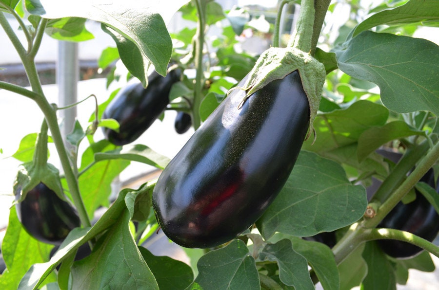 Nadia F1 Eggplant Non-GMO Seeds