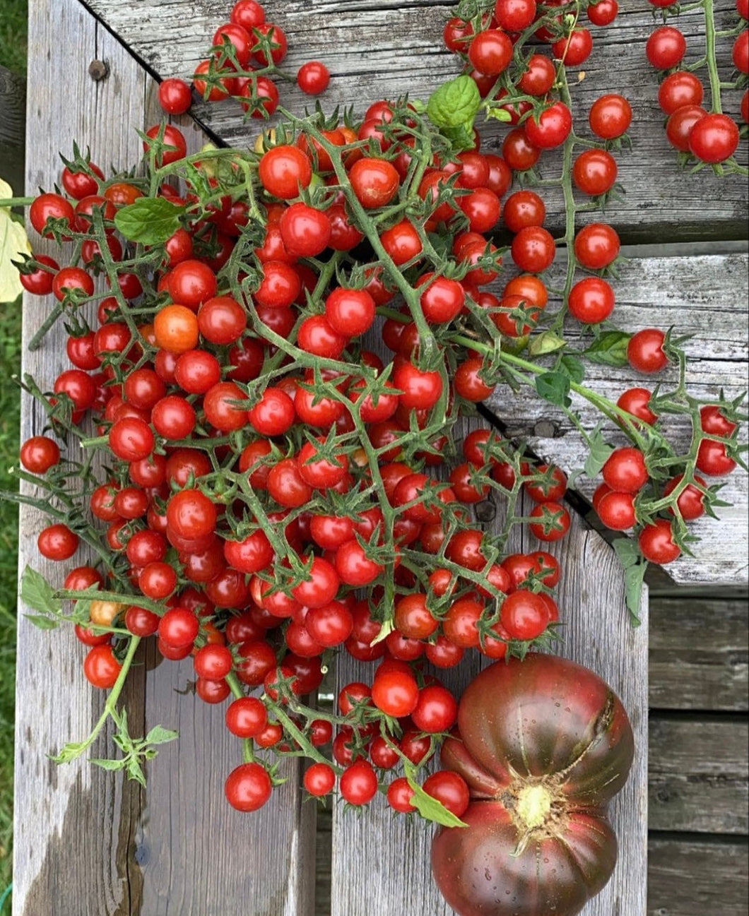 Semillas tradicionales de tomate cherry salvaje de Matt