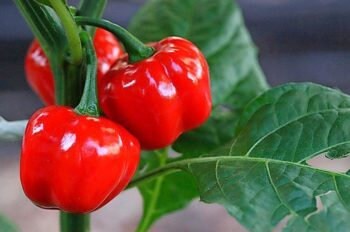 Three glossy red mini bell peppers hanging together on a plant.