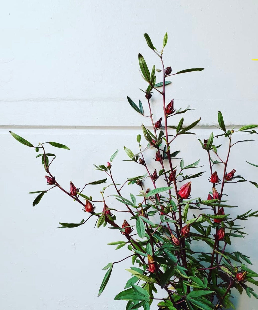 A branching roselle plant bearing red calyces against a pale wall.
