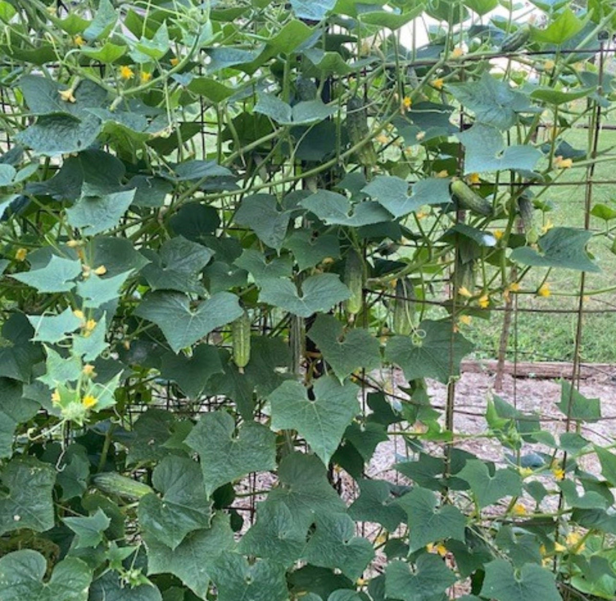 Cucumber vines climbing a wire trellis with fruits hanging among the leaves.