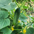 A bumpy dark green cucumber hanging beside yellow blossoms — from BlackOwnedSeeds.com.