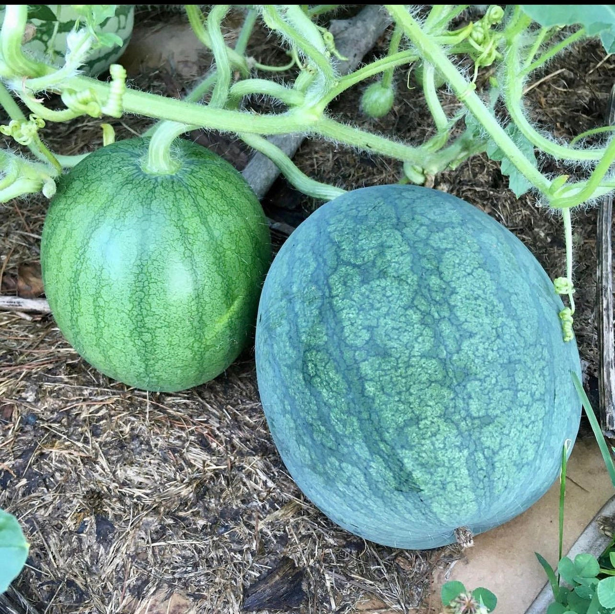 Two striped watermelons of different sizes resting beneath their vines.