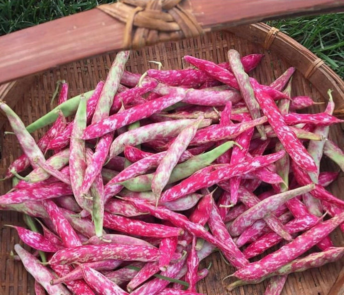 Flambo Bush Beans Heirloom  Seeds - Plant and Heal