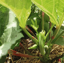 Load image into Gallery viewer, Baby Bubba Dwarf Okra Seeds
