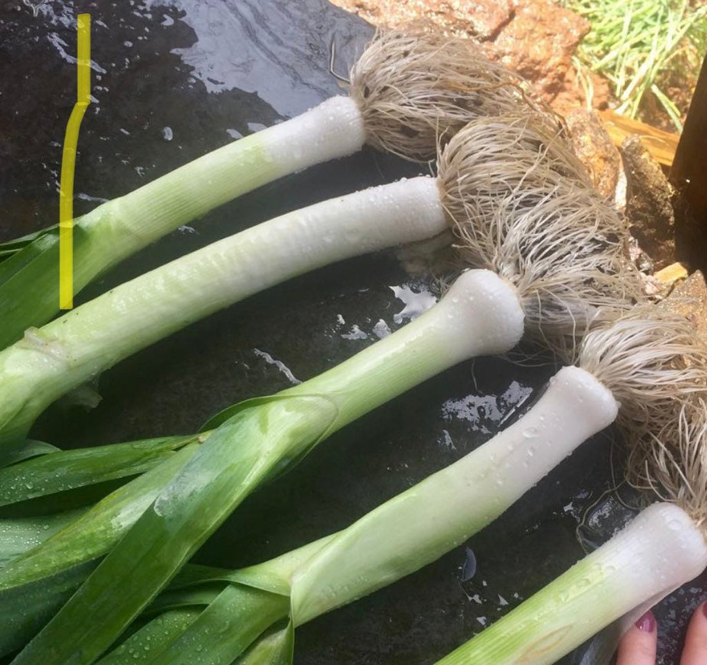 Leeks with long white stems and tangled roots laid side by side.