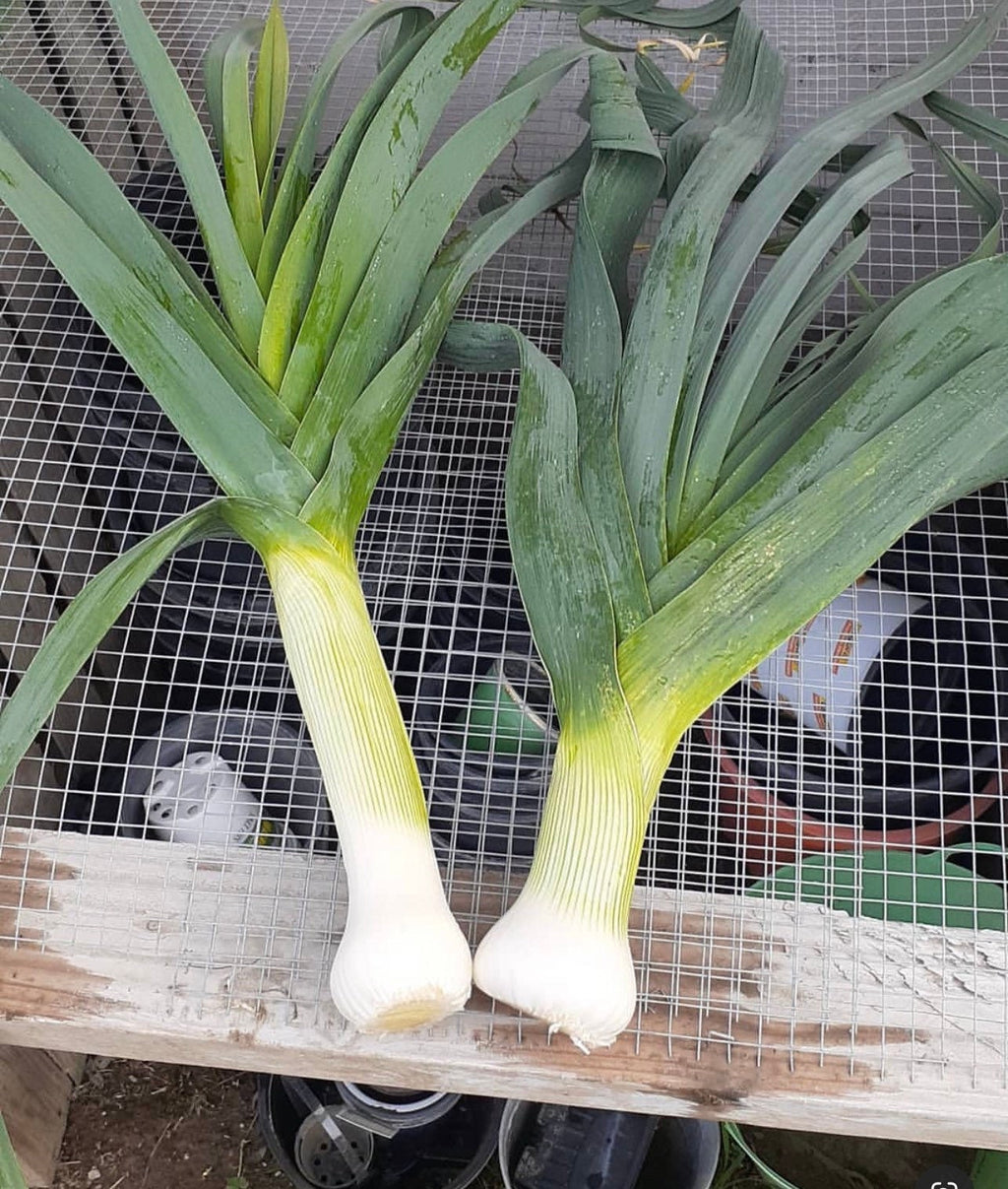 Two American Flag leeks resting upright on a wooden ledge.
