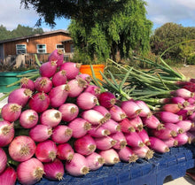 Load image into Gallery viewer, Red Torpedo Intermediate Day Onion Heirloom Non-GMO Seeds
