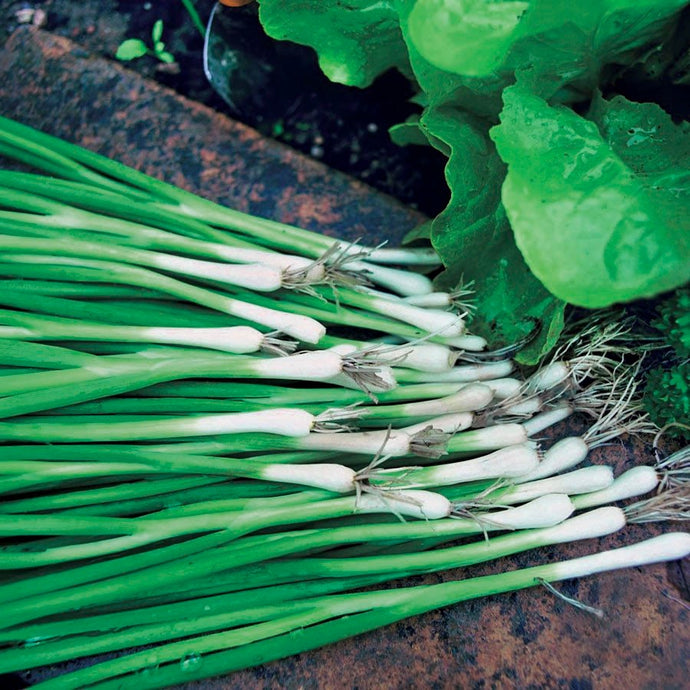 Warrior AAS Bunching Onion Heirloom Seeds - Plant and Heal