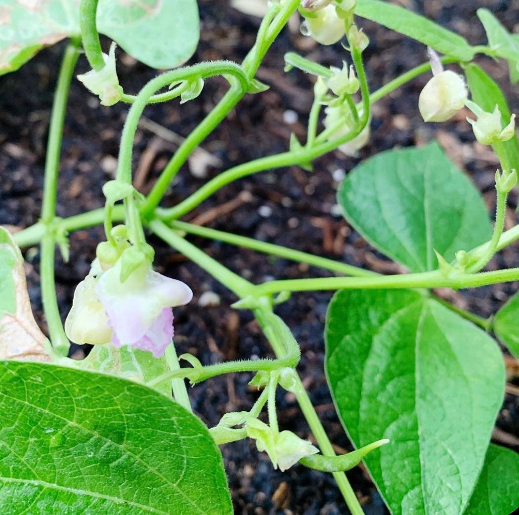 Pale bean blossoms and developing green pods among leaves.