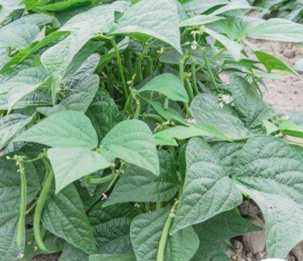 plant bush beans from seed Contender Bush Beans Heirloom Seeds – Plant and Heal Co