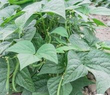 Load image into Gallery viewer, Contender Bush Beans (Treated)  Heirloom Seeds
