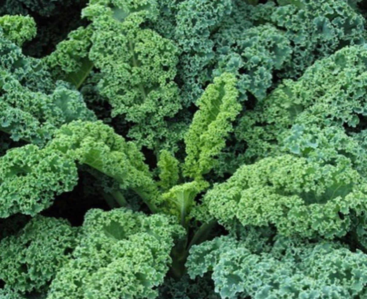 A close-up mass of tightly curled green kale leaves.